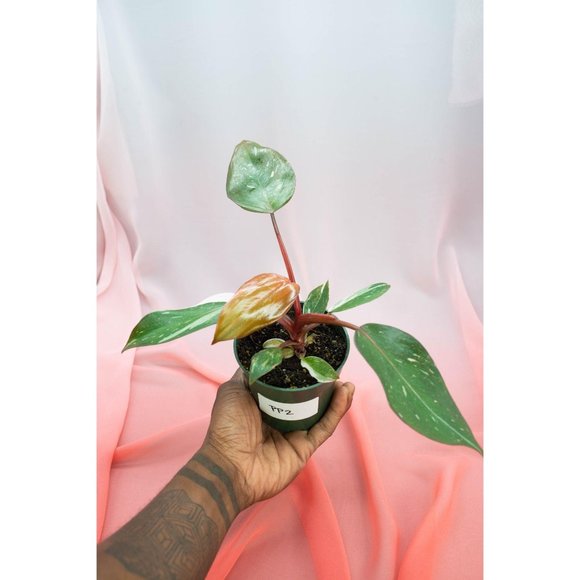 Pink Princess Philodendron 4" US Seller | RARE Pot - Picture 1 of 4
